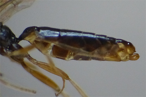 Saotis nigriventris